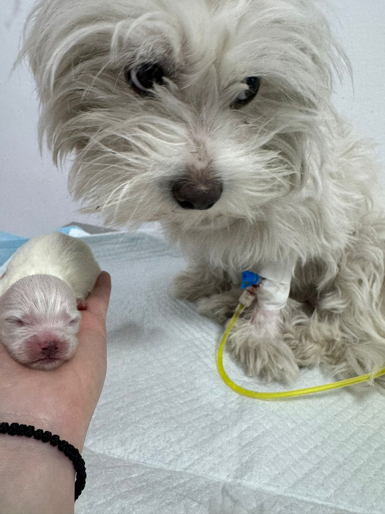 Cățea tratată cu succes de babesioză, împreună cu puiul ei nou-născut