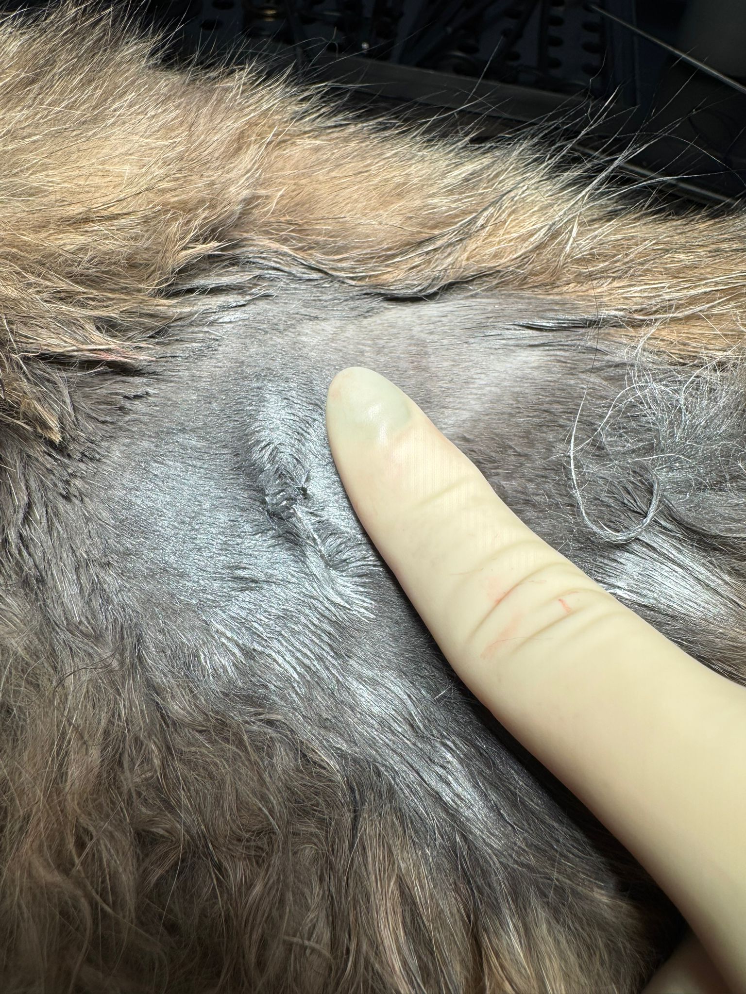 Mărimea inciziei de sterilizare laterală, în comparație cu lățimea unui deget