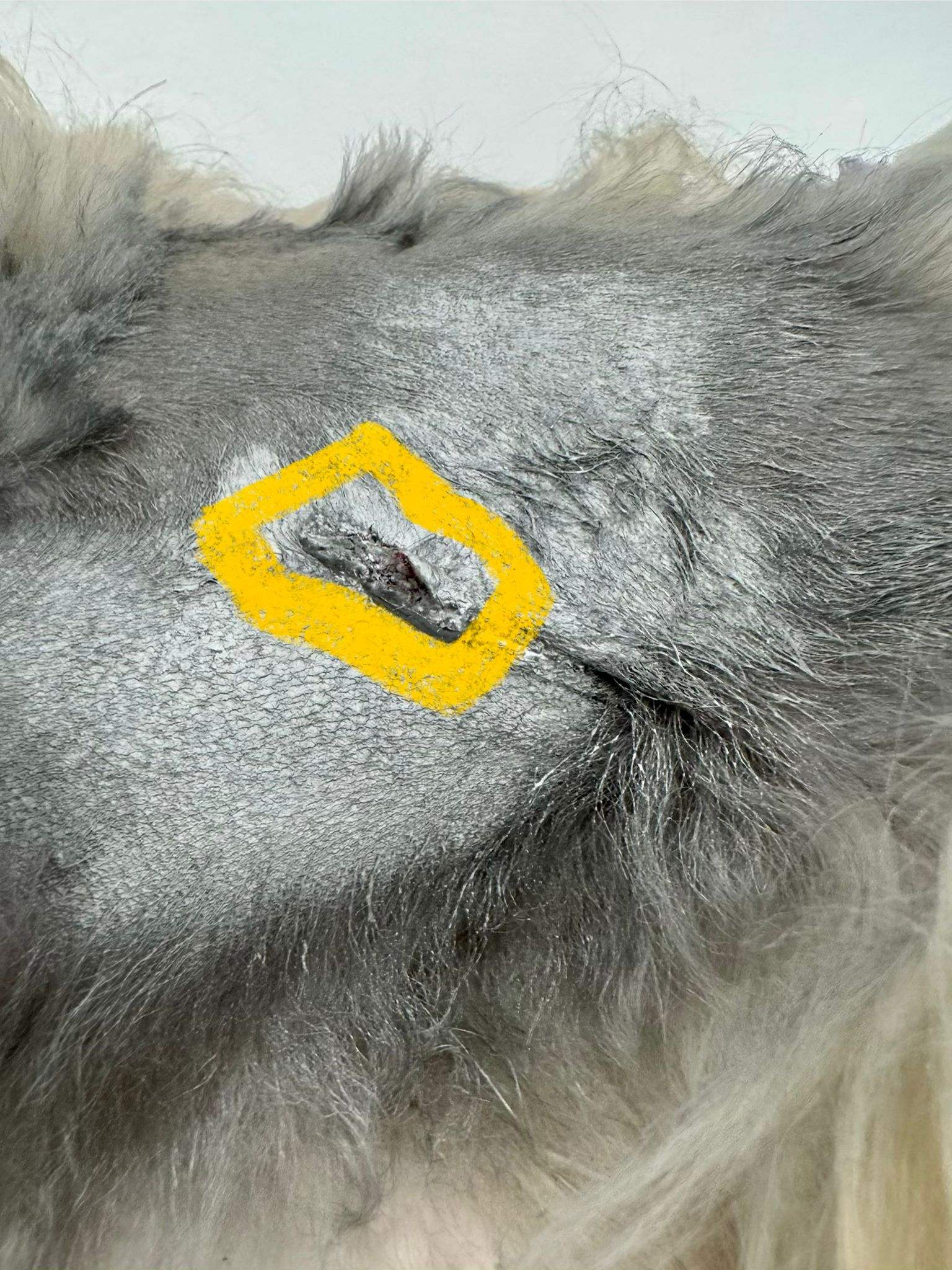 Incizia minusculă de la sterilizarea laterală — close-up