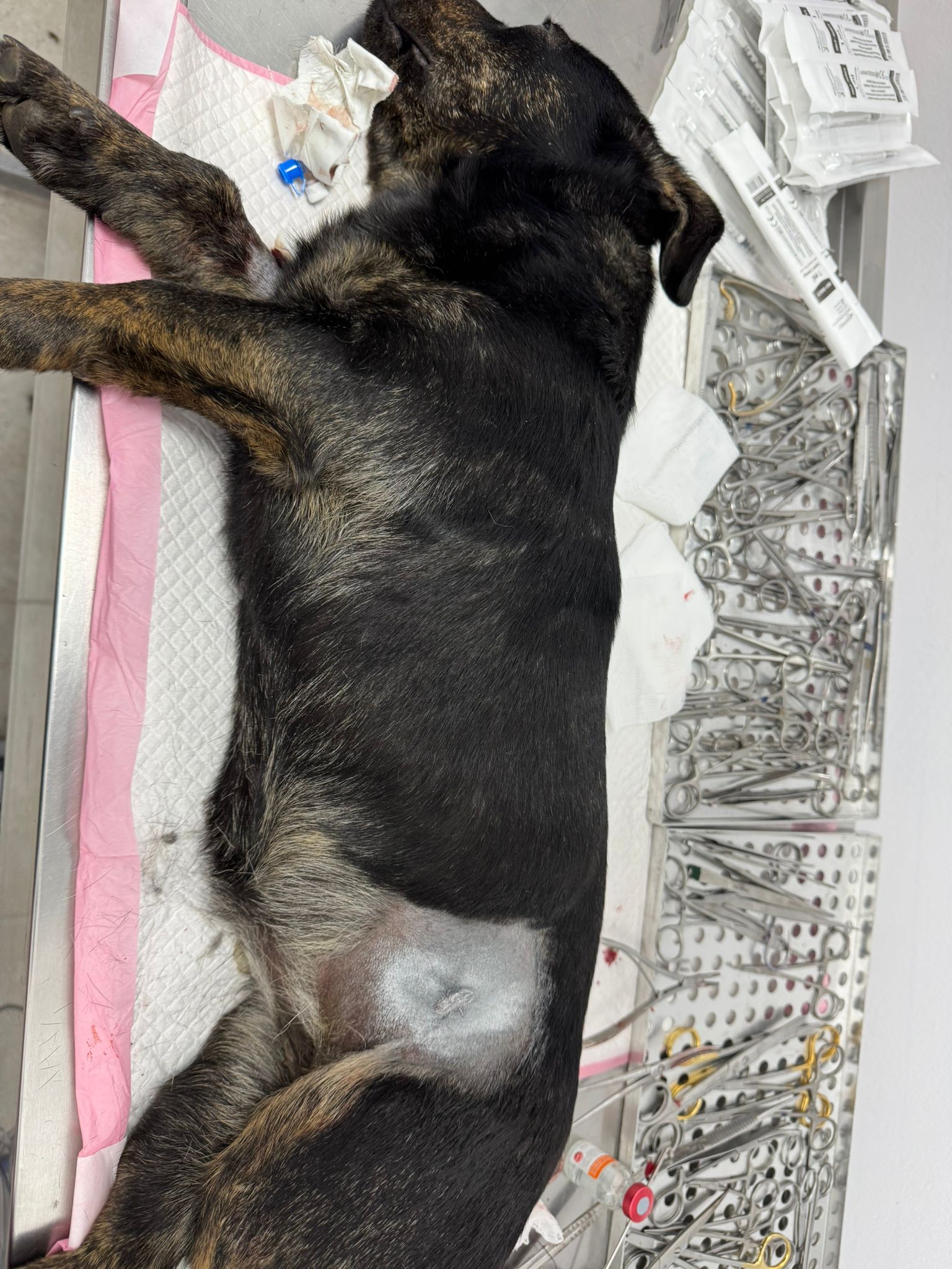 Cățea pe masa de operații, poziționată lateral pentru sterilizare minim invazivă