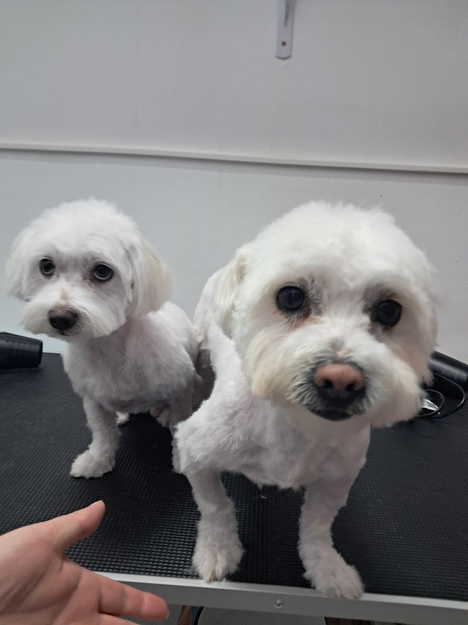 Max și Bella — pacient la Năsucul Vesel cabinet veterinar Buhuși