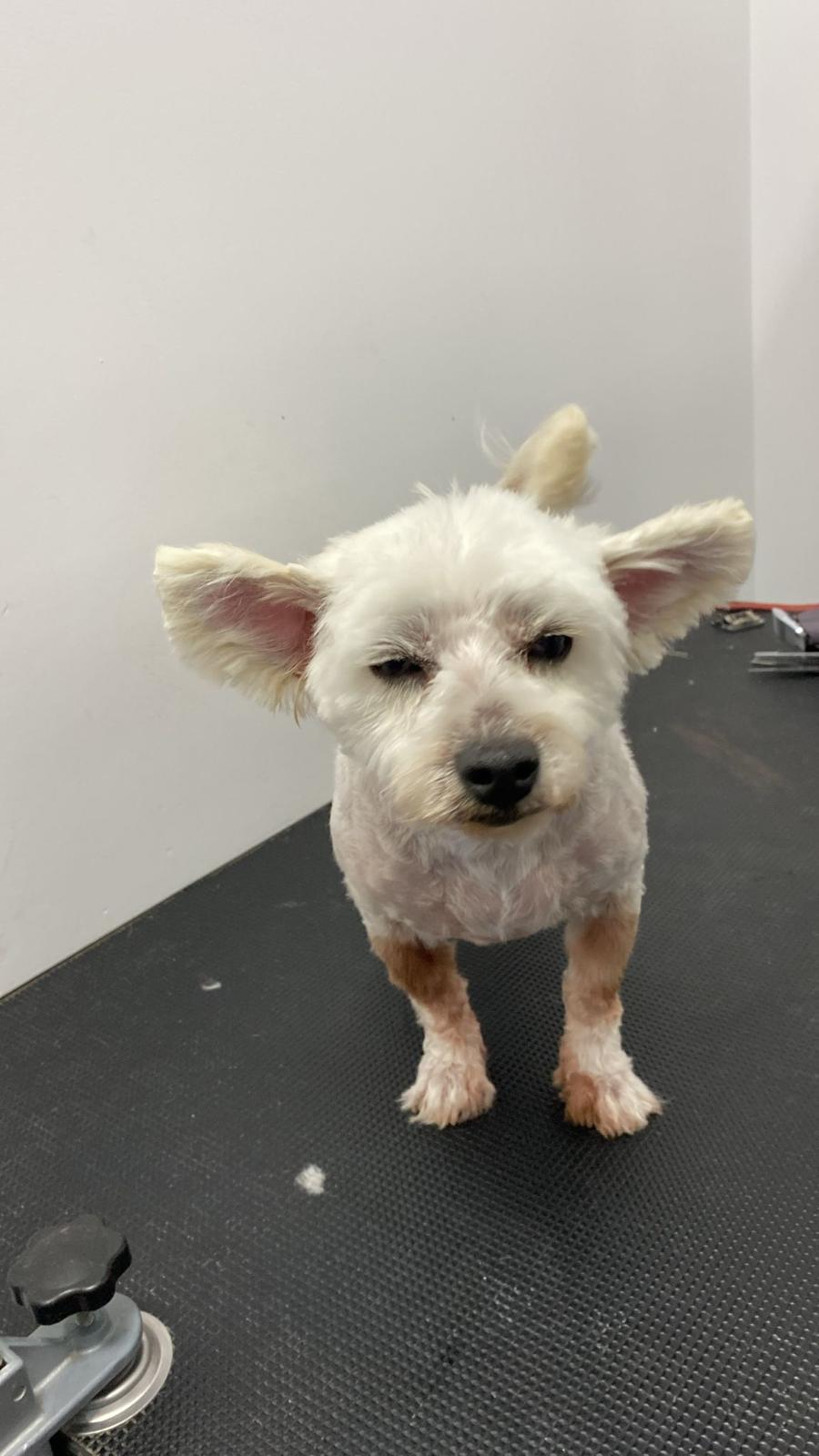 Același cățel după tuns — urechi și lăbuțe curate