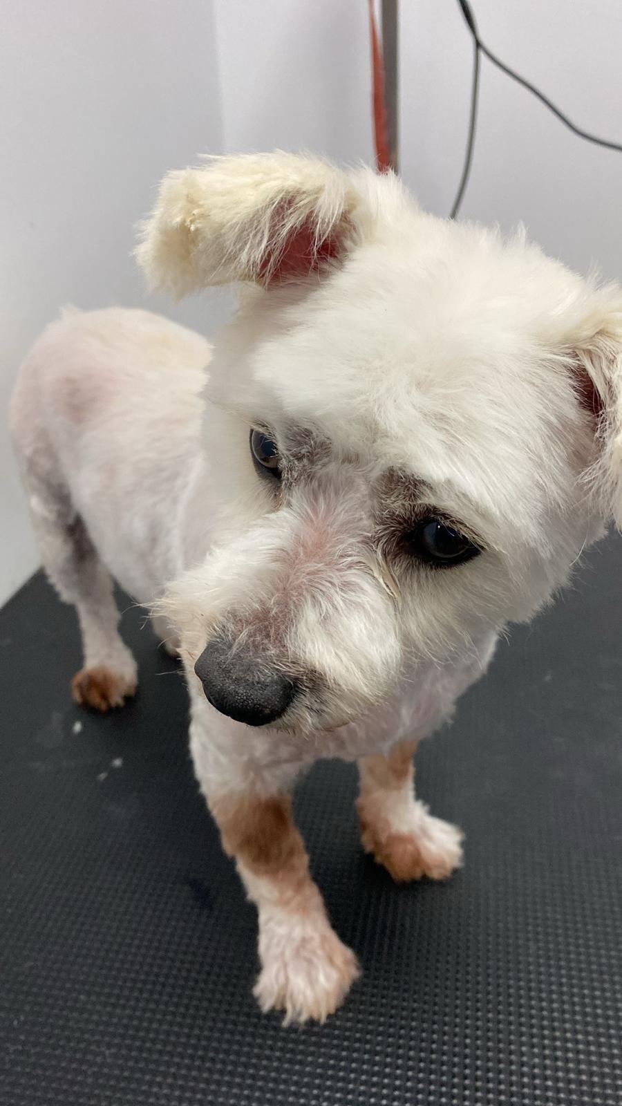 Față curată după grooming