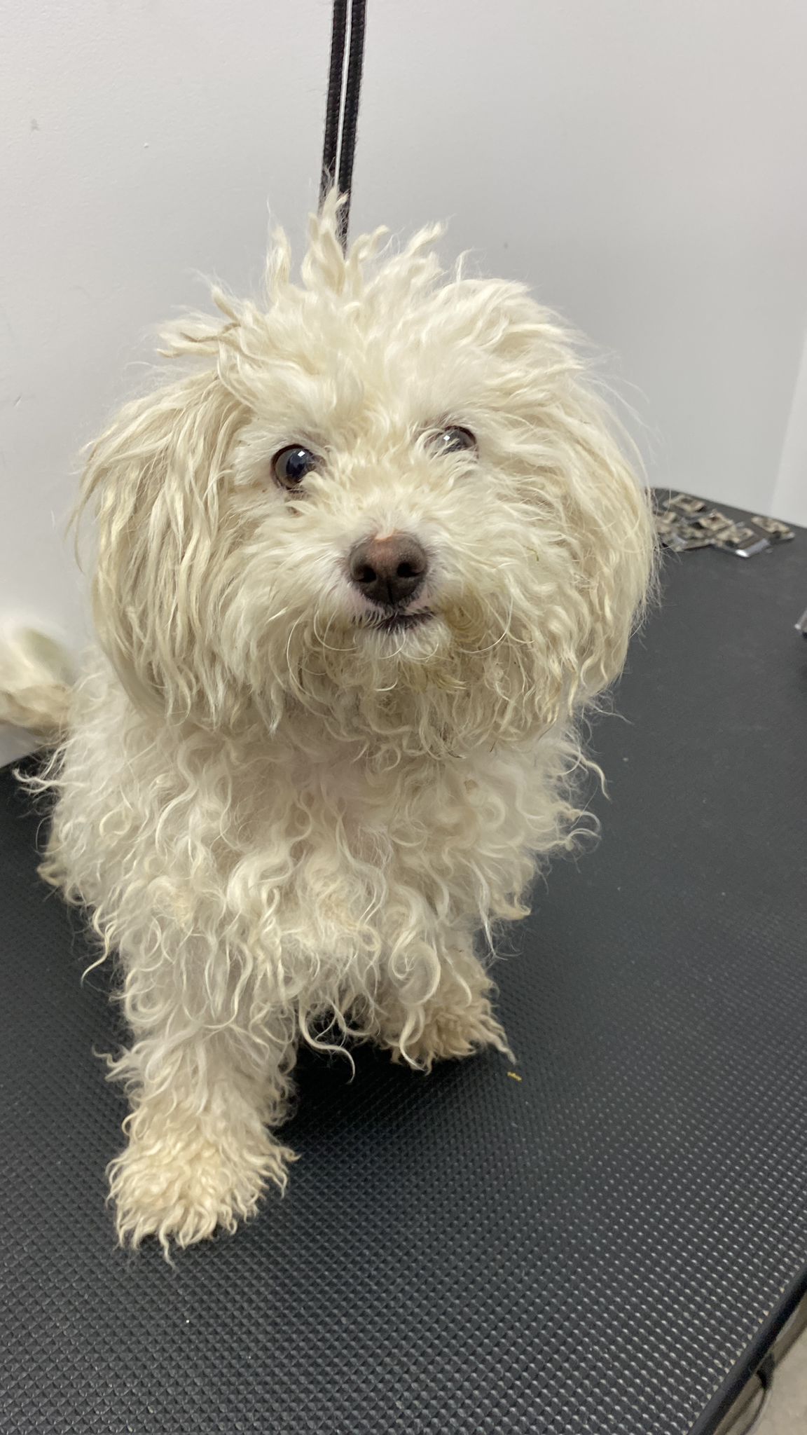 Pufi — pacient la Năsucul Vesel cabinet veterinar Buhuși