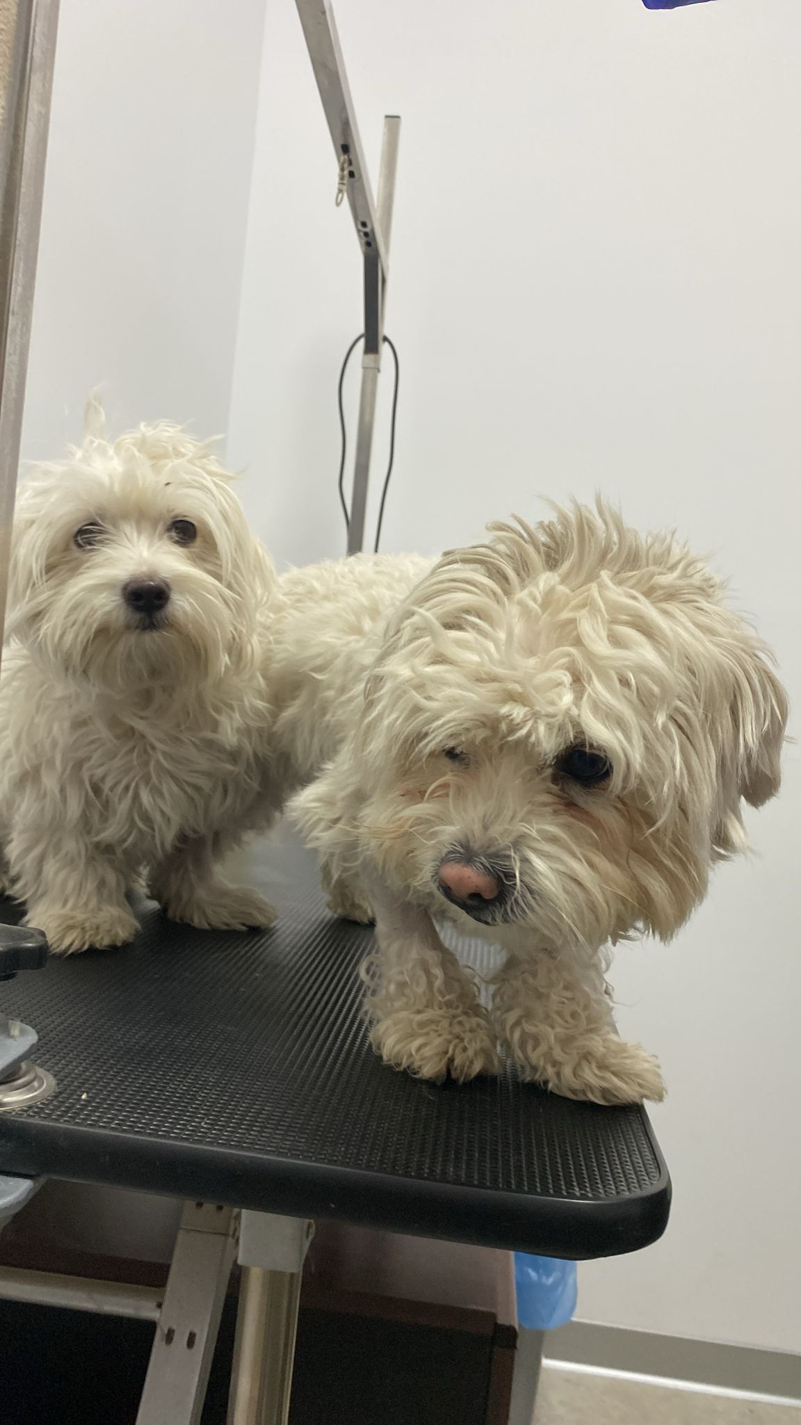 Toby și Milo — pacient la Năsucul Vesel cabinet veterinar Buhuși