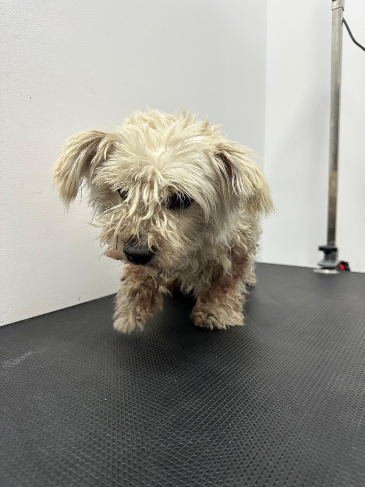 Față încâlcită înainte de grooming