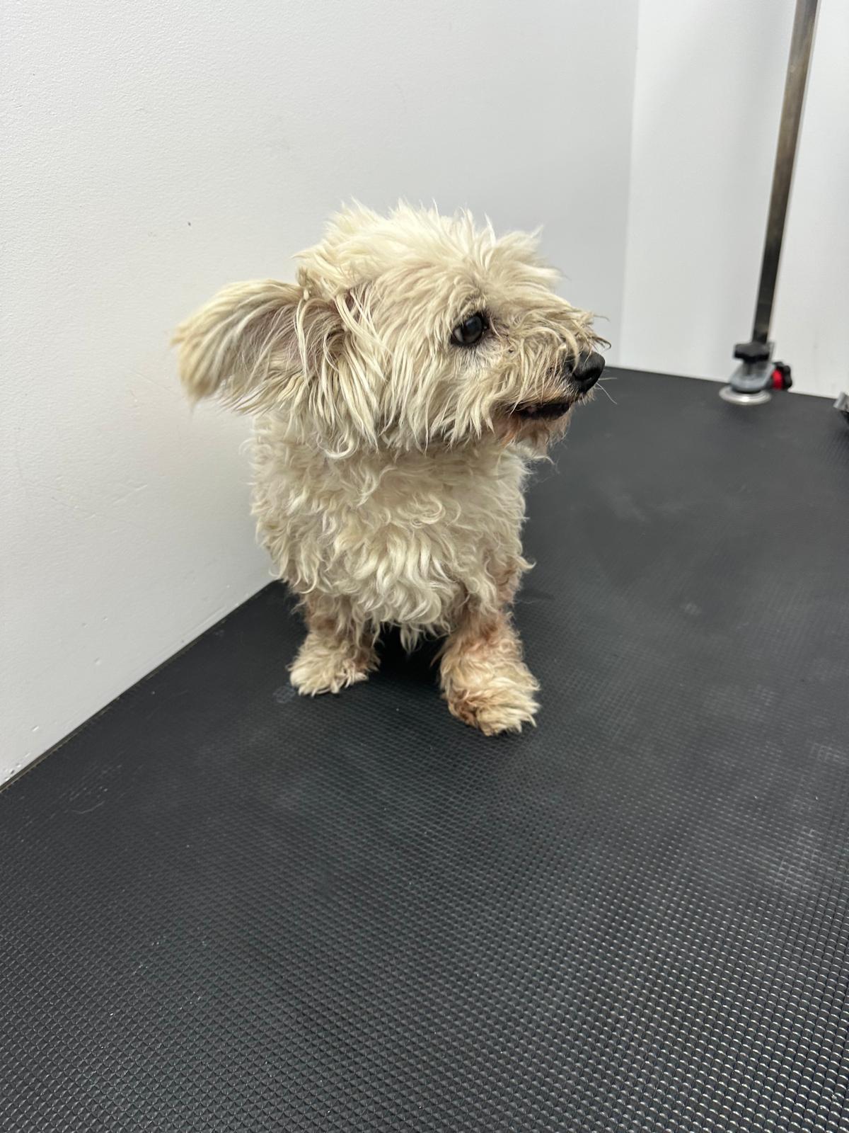 Cățel mic cu blană încâlcită — înainte de tuns