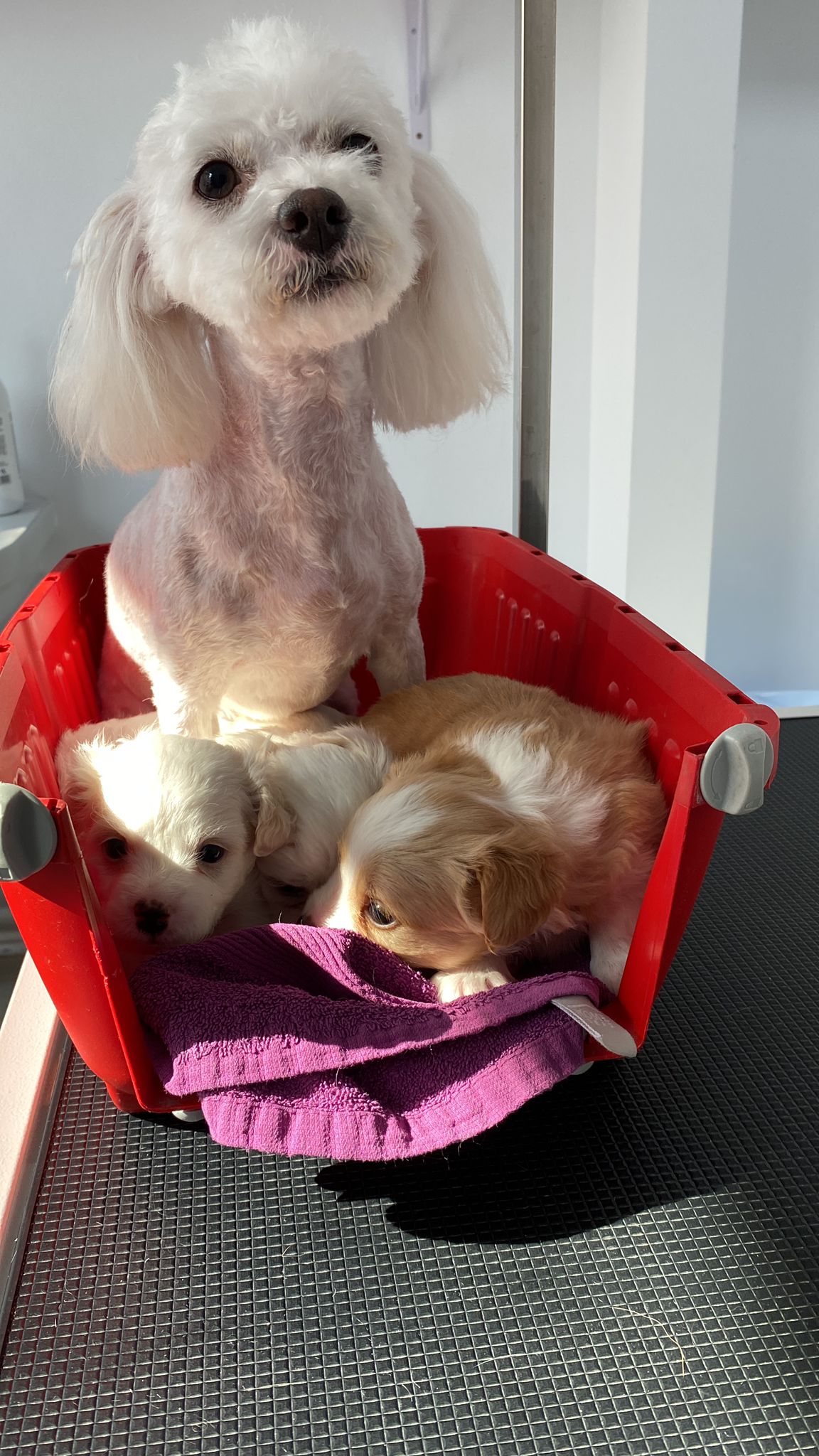 Daisy și pui — pacient la Năsucul Vesel cabinet veterinar Buhuși