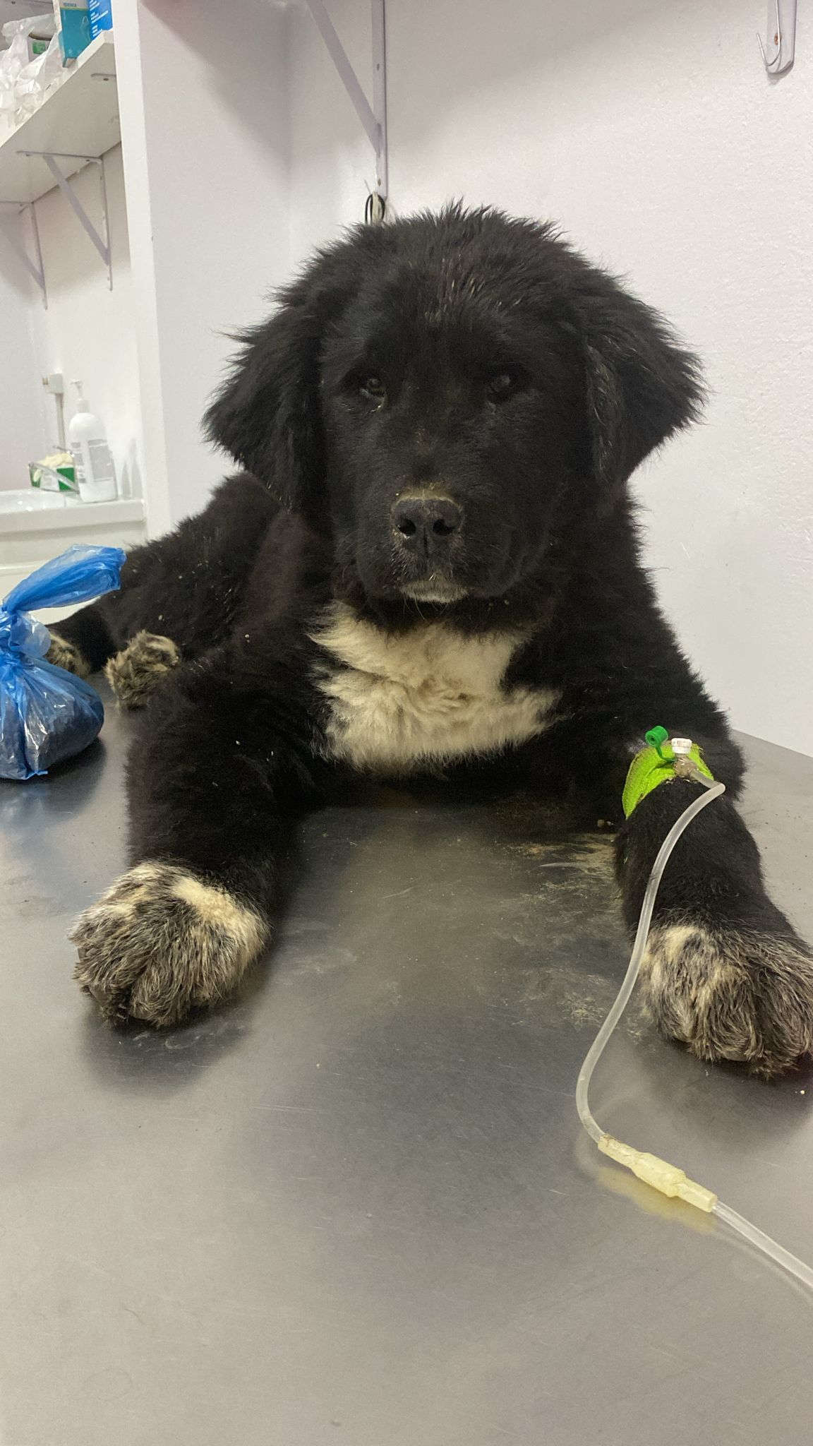 Tratamente perfuzabile la Năsucul Vesel