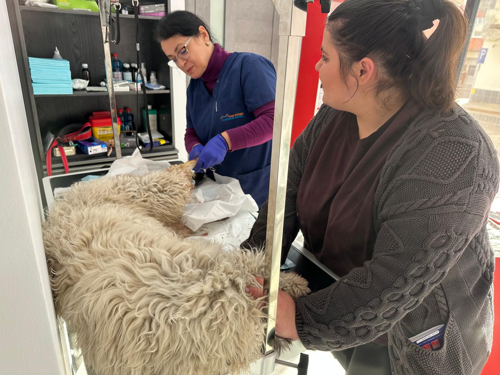 Oița — pacient la Năsucul Vesel cabinet veterinar Buhuși