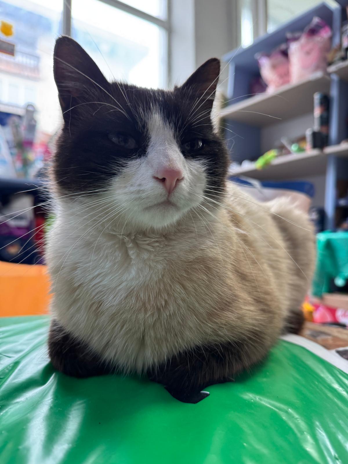 Zoro — pacient la Năsucul Vesel cabinet veterinar Buhuși