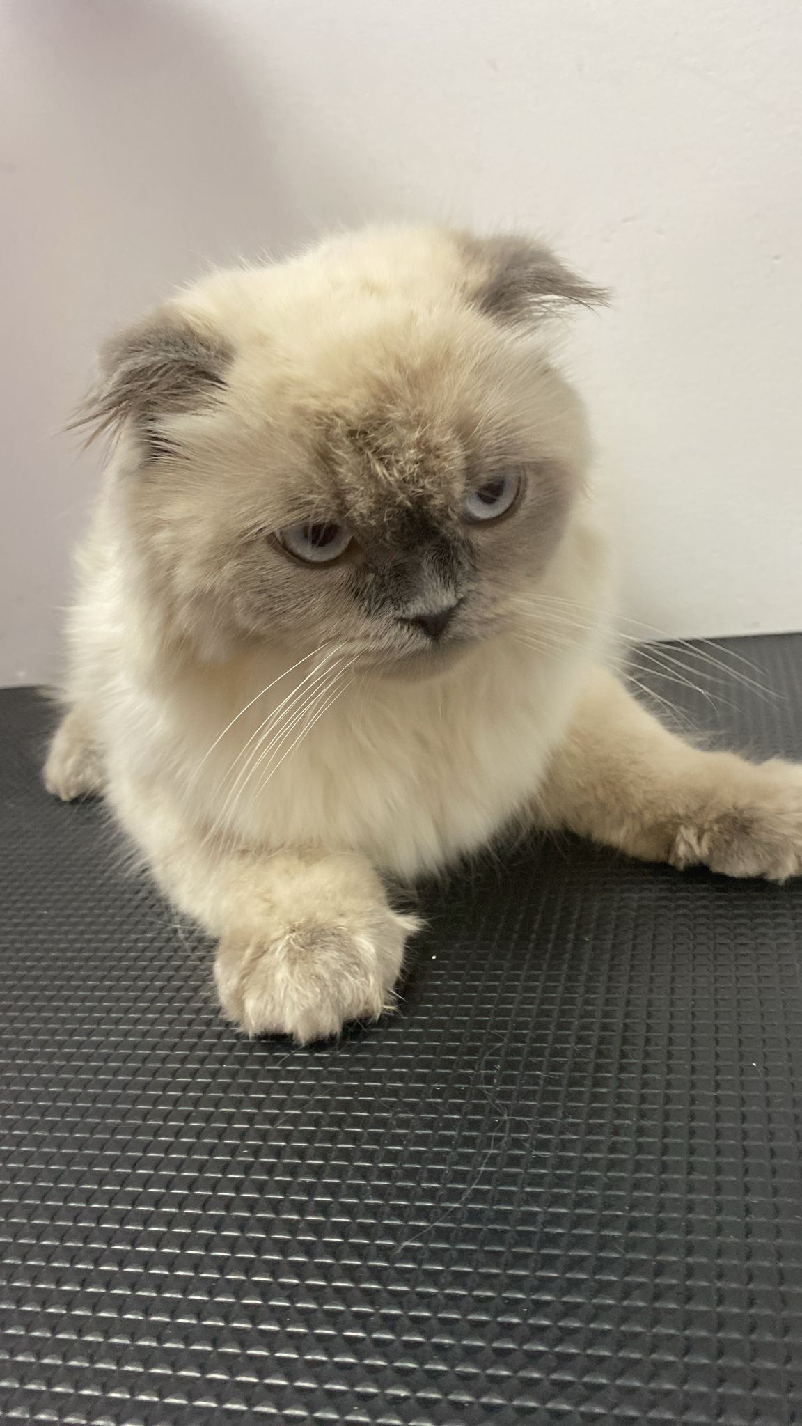 Vaccinări și deparazitări la Năsucul Vesel